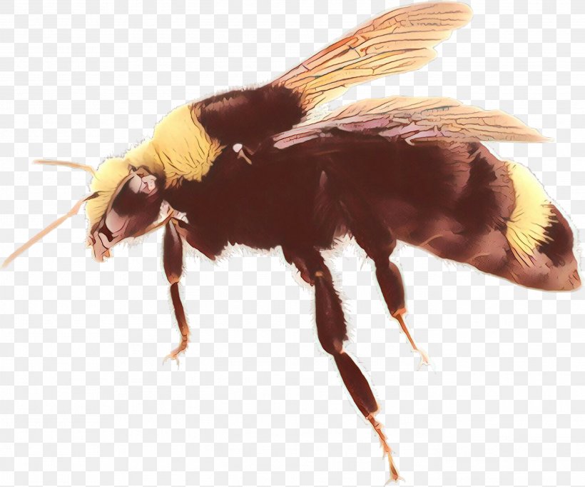 Bumblebee, PNG, 2741x2282px, Cartoon, Bee, Bumblebee, Drosophila Melanogaster, Fly Download Free