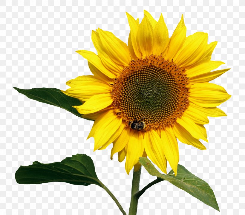 Common Sunflower, PNG, 1500x1320px, Common Sunflower, Daisy Family, Digital Media, Drawing, Flower Download Free