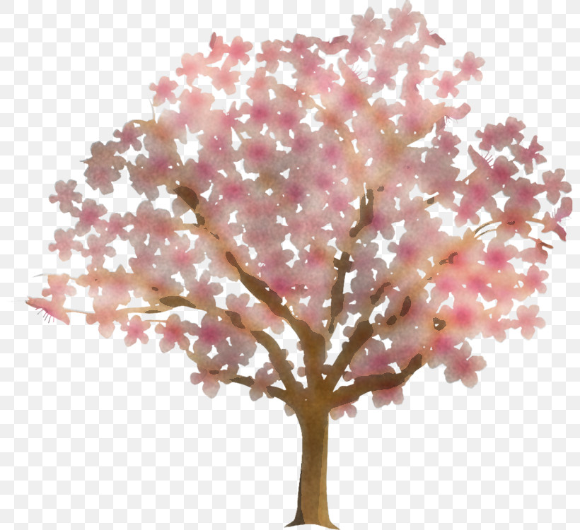 Cherry Blossom, PNG, 800x750px, Tree, Blossom, Branch, Cherry Blossom, Cut Flowers Download Free