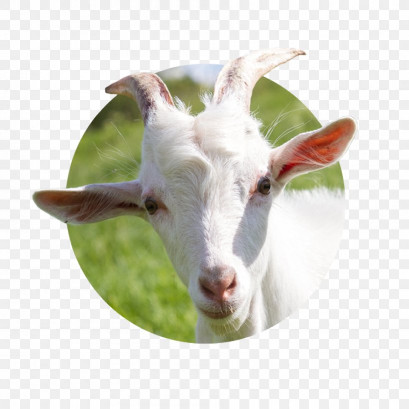 Goat Milk Goat Cheese Sheep Cattle, PNG, 900x900px, Goat, Caprinae, Cattle, Cow Goat Family, Domestic Animal Download Free
