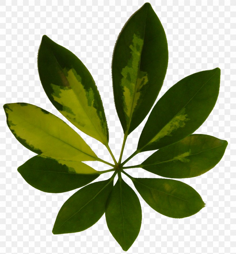 Leaf Plant Fern Tree Vegetation, PNG, 1024x1104px, Leaf, Branch, Cannabis, Fern, Flora Download Free