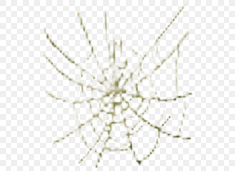 Symmetry Invertebrate Line Pattern Point, PNG, 543x599px, Symmetry, Invertebrate, Organism, Point, Twig Download Free