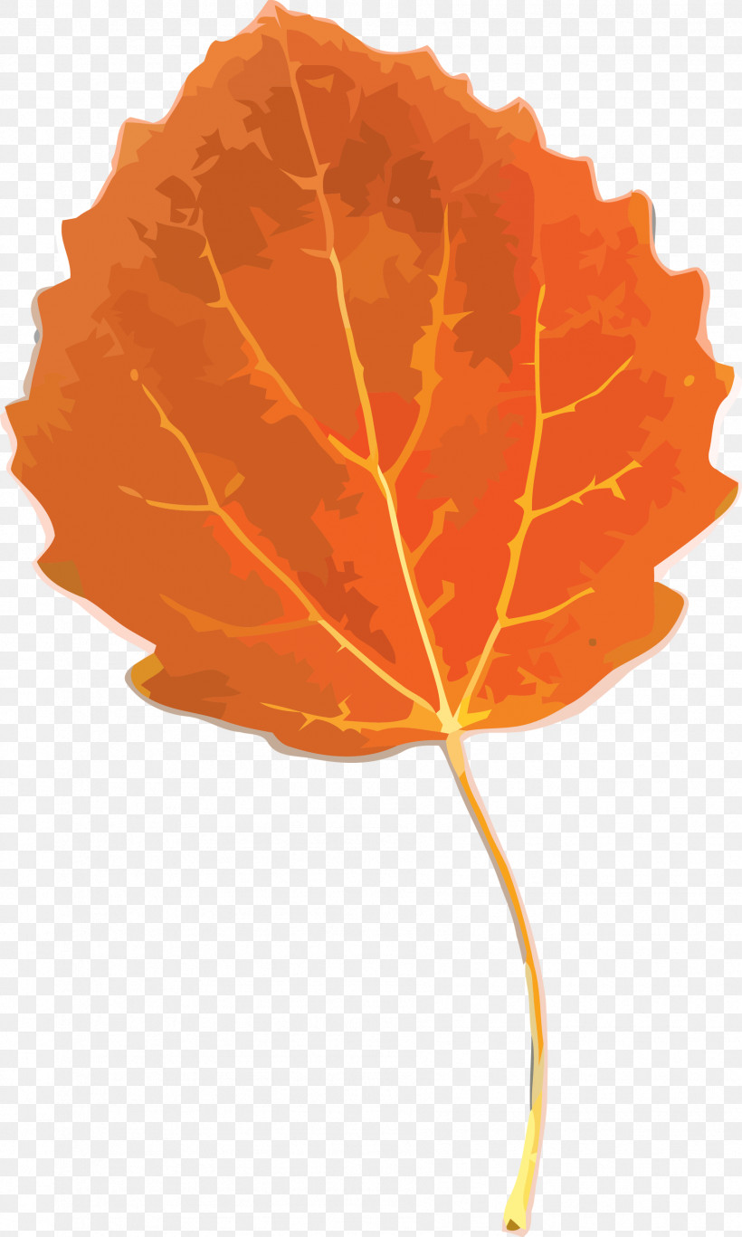 Autumn Leaf Yellow Leaf Leaf, PNG, 1799x3000px, Autumn Leaf, Black Maple, Deciduous, Leaf, Maple Leaf Download Free