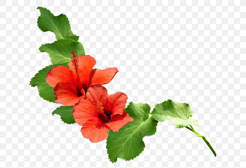 Download, PNG, 650x562px, User Interface Design, Annual Plant, Chinese Hibiscus, Flower, Flowering Plant Download Free