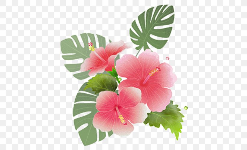 Clip Art Image Vector Graphics Download, PNG, 500x500px, Shoeblackplant, Annual Plant, Avatar, Chinese Hibiscus, Drawing Download Free