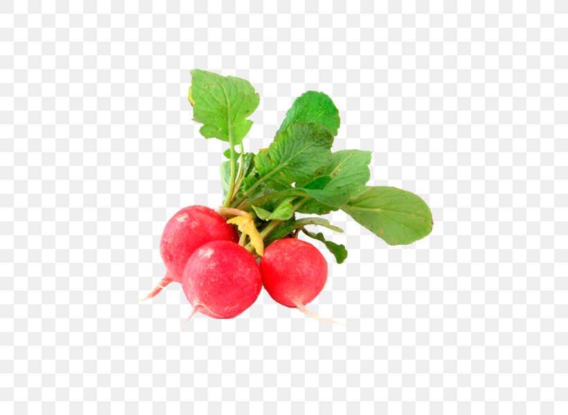 Radish Vegetable Cranberry Turnip Legume, PNG, 600x600px, Radish, Bean, Beetroot, Berry, Cherry Download Free