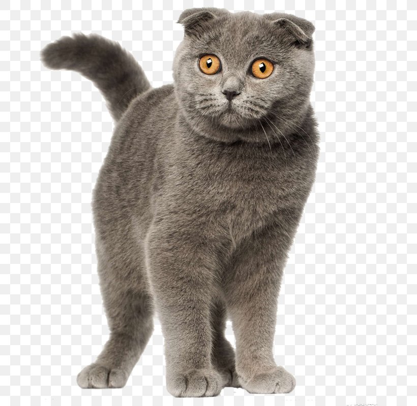 Scottish Fold British Shorthair Persian Cat Siamese Cat