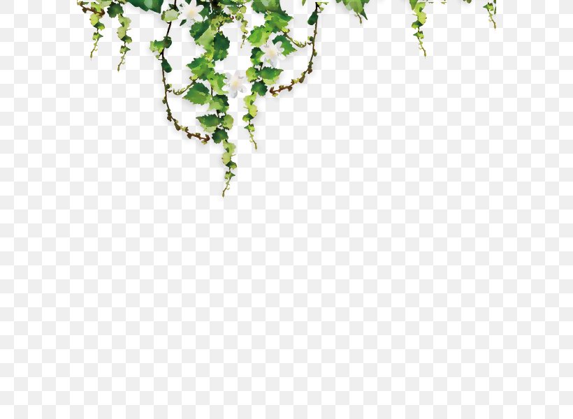 Common Grape Vine Parthenocissus Tricuspidata Green, PNG, 600x600px, Vine, Common Grape Vine, Data, Designer, Google Images Download Free