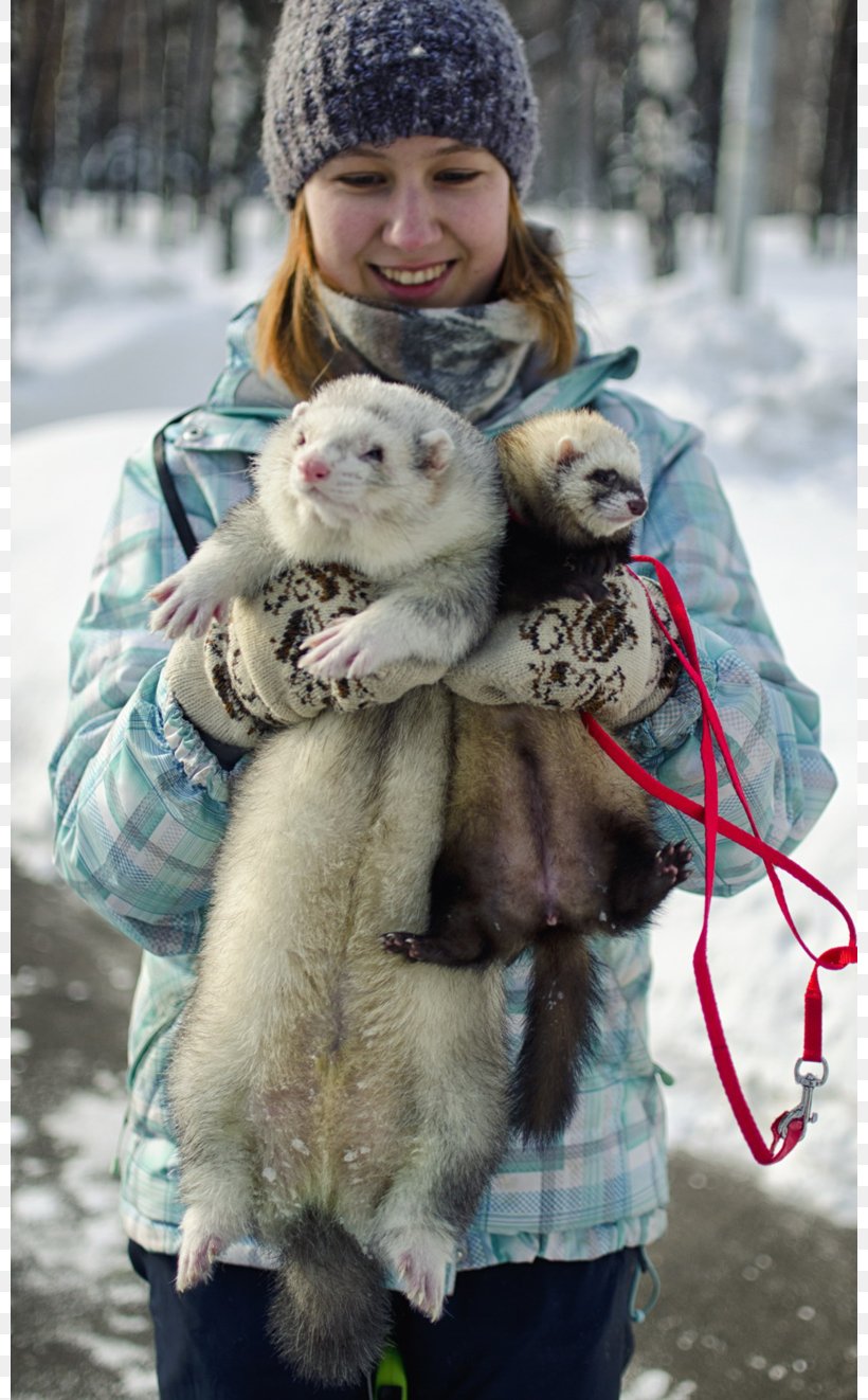 Ferret Dog Cat Otter Leash, PNG, 800x1322px, Ferret, Animal, Cat, Dog, Dog Harness Download Free