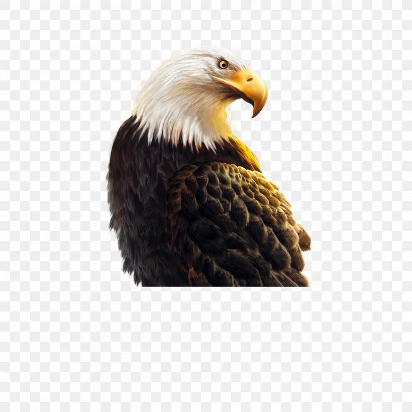 Shandong Business Eagle Icon, PNG, 2000x2000px, Shandong, Accipitriformes, Bald Eagle, Beak, Bird Download Free