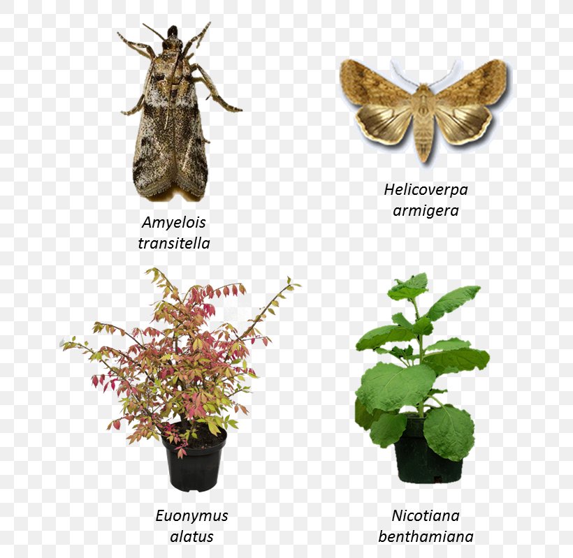 Butterfly Insect Fauna Plant Wing, PNG, 649x799px, Butterfly, Arthropod, Butterflies And Moths, Fauna, Flora Download Free