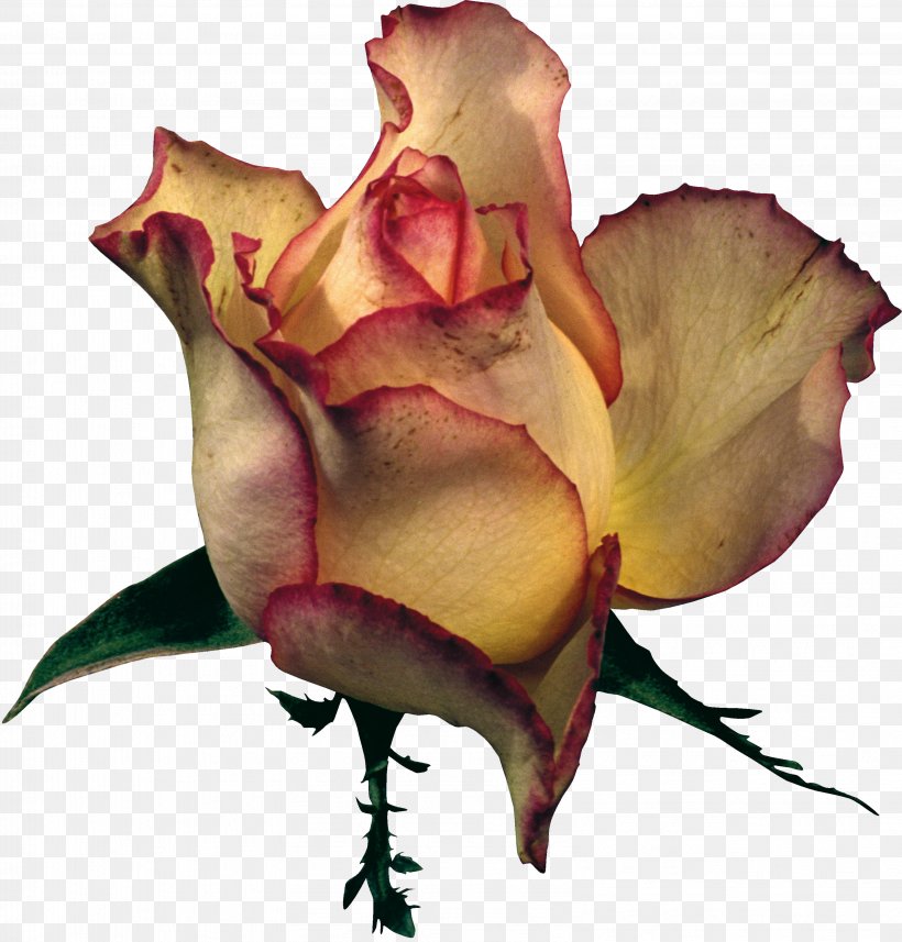 Garden Roses Petal Flower Clip Art, PNG, 3197x3342px, Garden Roses, Bud, Cut Flowers, Drawing, Flora Download Free