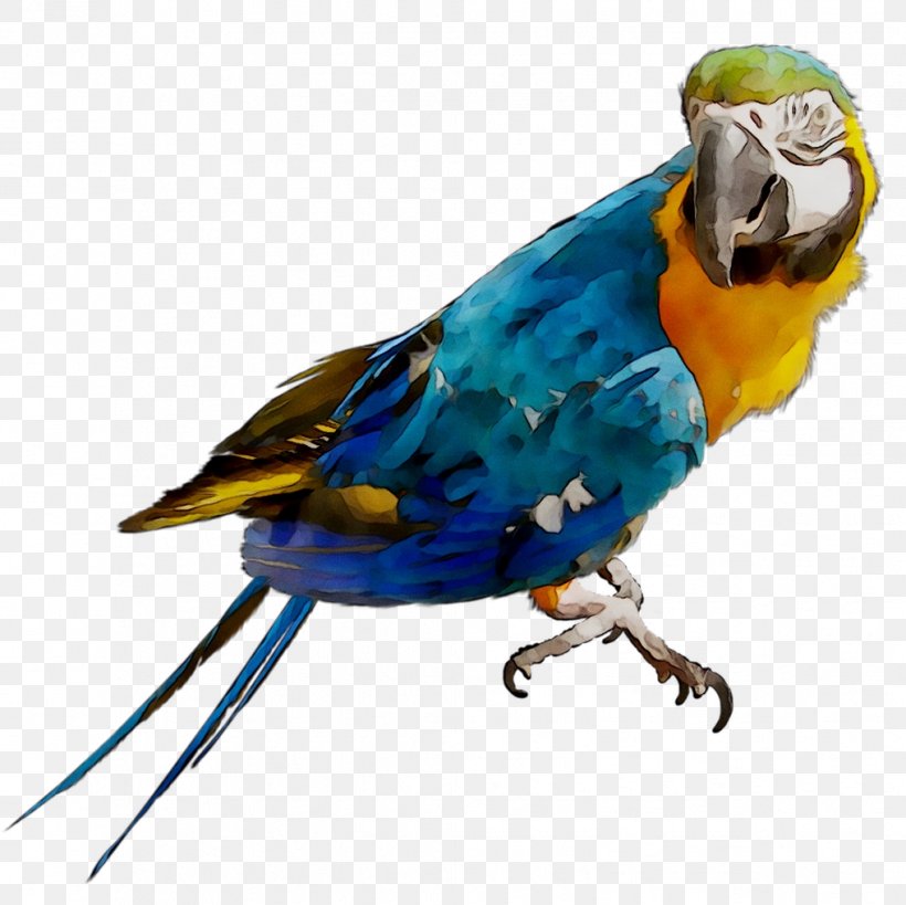 Macaw Parakeet Feather Beak Pet, PNG, 1017x1016px, Macaw, Beak, Bird, Bird Toy, Blue Download Free