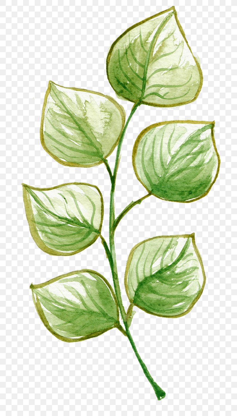 Watercolor Painting Drawing Image, PNG, 804x1438px, Watercolor Painting, Anthurium, Basil, Botany, Cartoon Download Free