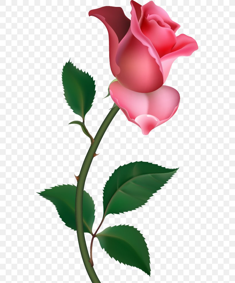 Free Rose Clip Art, PNG, 570x987px, Free, Blog, Branch, Bud, China Rose Download Free