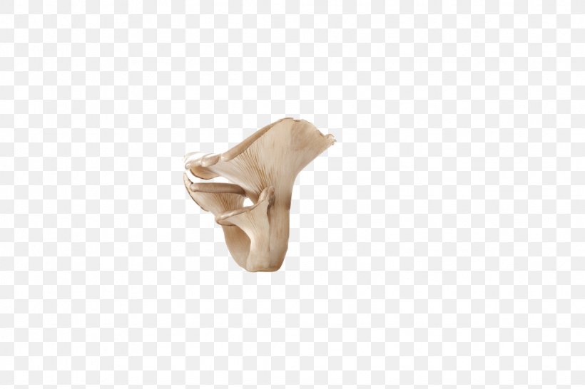 Joint Beige, PNG, 1024x683px, Joint, Beige, Bone, Ear, Jaw Download Free