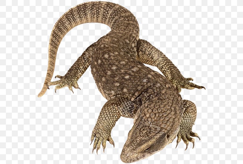 Reptile Lizard Vertebrate Komodo Dragon Phylum, PNG, 572x553px, Reptile, Agamidae, Animal, Bearded Dragon, Cephalochordata Download Free