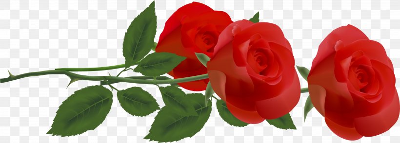 Rose Red Clip Art, PNG, 3840x1377px, Rose, Blue Rose, Bud, Cut Flowers, Floristry Download Free