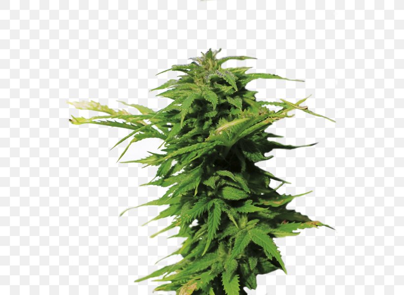 Skunk Feminized Cannabis Marijuana Cannabis Sativa White Widow, PNG, 550x600px, Skunk, Cannabis Sativa, Feminized Cannabis, Hemp, Hemp Family Download Free