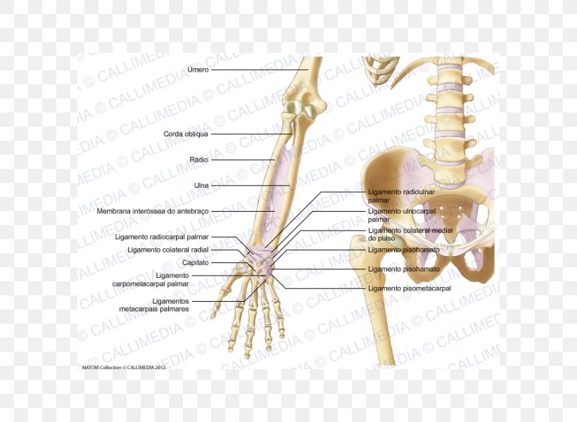 Human Skeleton Ligament Elbow Forearm, PNG, 600x600px, Watercolor, Cartoon, Flower, Frame, Heart Download Free