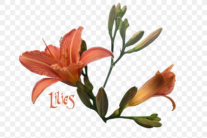 Lily Of The Incas Cut Flowers Plant Stem Petal, PNG, 674x545px, Lily Of The Incas, Alstroemeriaceae, Cut Flowers, Flower, Flowering Plant Download Free
