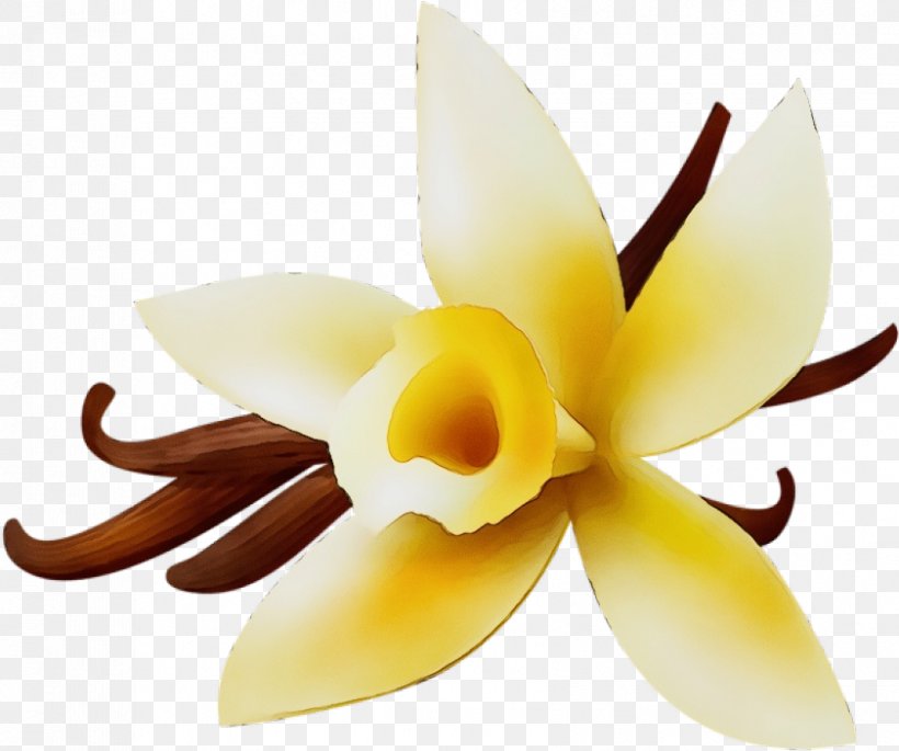 Petal Flower Yellow Plant Vanilla, PNG, 841x703px, Watercolor, Cattleya, Flower, Flowering Plant, Paint Download Free