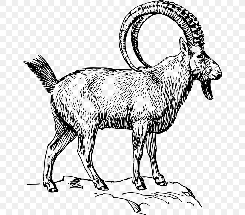 Alpine Ibex Drawing Markhor Pyrenean Ibex Clip Art, PNG, 669x720px, Alpine Ibex, Animal, Animal Figure, Black And White, Cattle Like Mammal Download Free