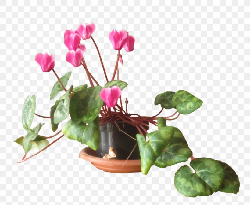 Cyclamen DeviantArt Artist Magenta, PNG, 900x736px, Cyclamen, Annual Plant, Art, Artist, Deviantart Download Free