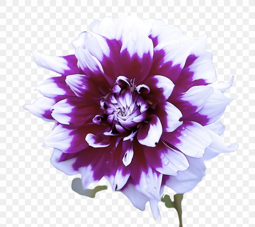 Lavender, PNG, 2120x1888px, Flower, Cut Flowers, Lavender, Lilac, Petal Download Free