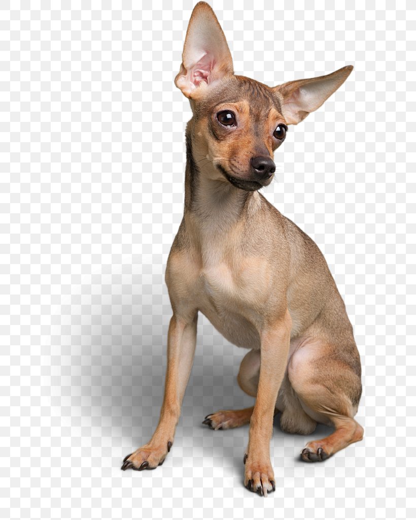 Miniature Pinscher Russkiy Toy Toy Fox Terrier Chihuahua Prague Ratter, PNG, 666x1024px, Miniature Pinscher, American Hairless Terrier, Ancient Dog Breeds, Breed, Canidae Download Free