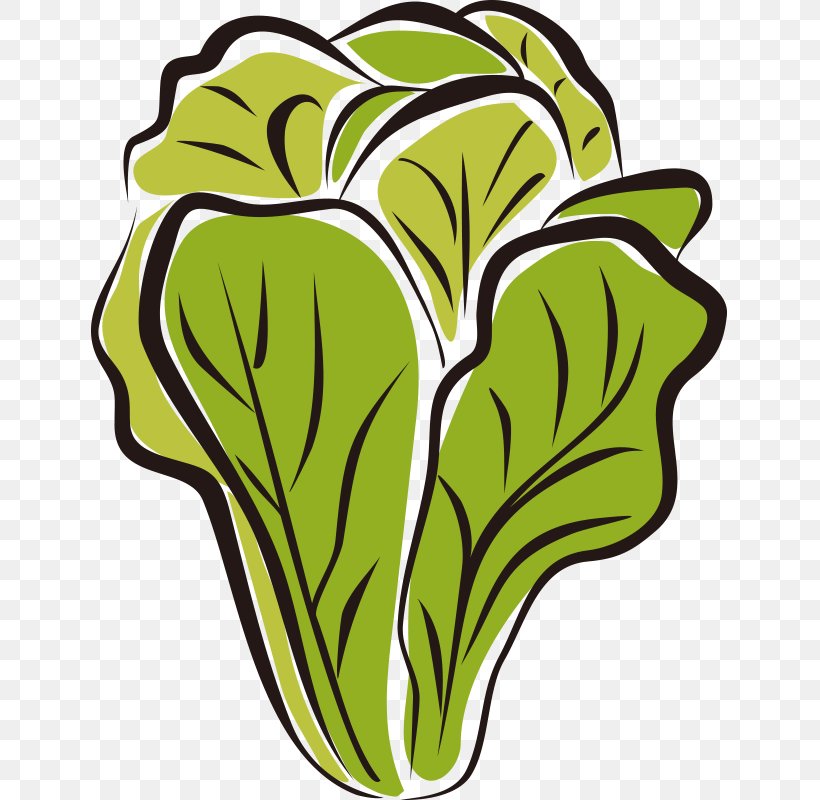 Romaine Lettuce Lettuce Soup Wrap Clip Art, PNG, 800x800px, Lettuce, Artwork, Capitata Group, Cartoon, Flower Download Free