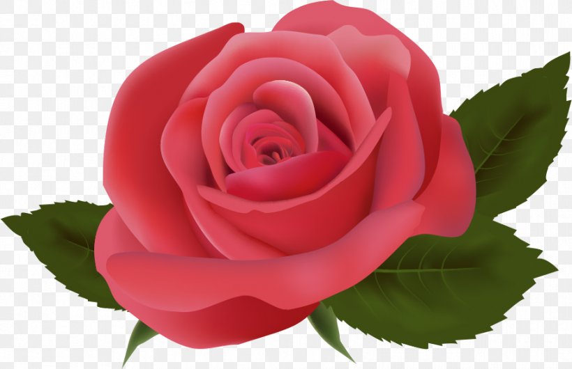 Clip Art Image Rose Desktop Wallpaper, PNG, 911x589px, Rose, Annual Plant, Blog, Botany, Camellia Download Free