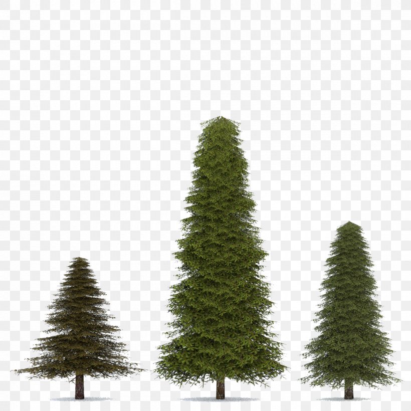 Fir Spruce Pine Tree, PNG, 1200x1200px, 3d Computer Graphics, 3d Modeling, Fir, Biome, Christmas Decoration Download Free
