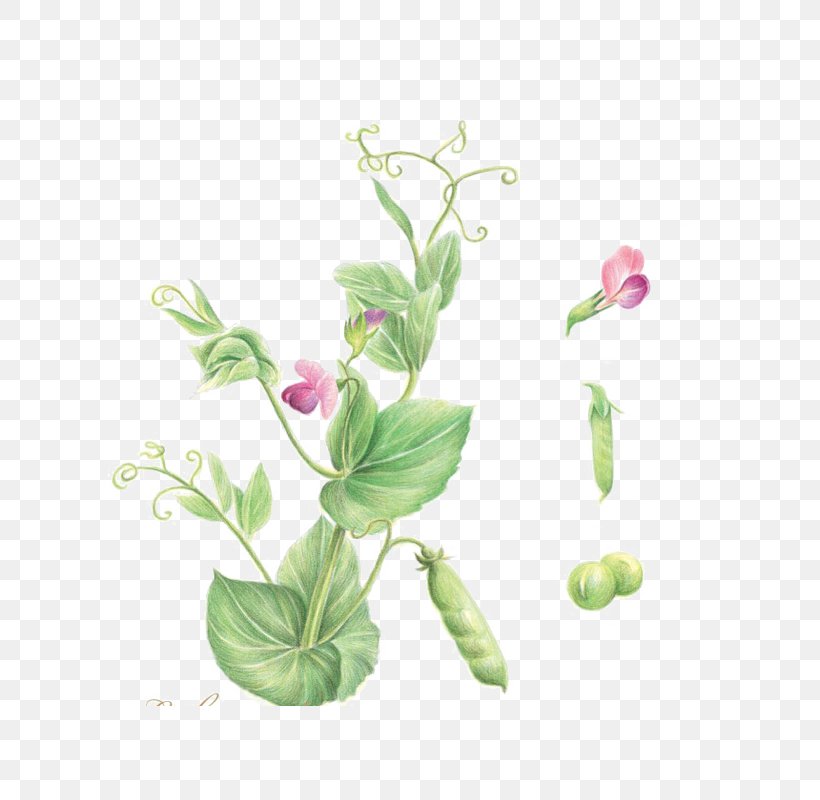 Flower Adobe Illustrator, PNG, 700x800px, Pea, Branch, Colored Pencil, Cut Flowers, Flora Download Free
