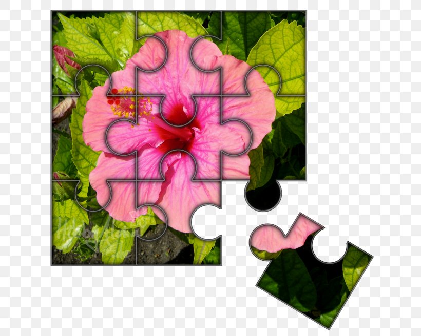 Rosemallows Floral Design Petal Leaf, PNG, 650x656px, Rosemallows, Annual Plant, Flora, Floral Design, Flower Download Free