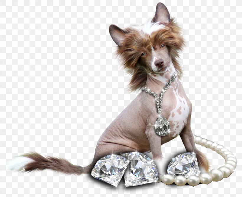 Dog Breed Chinese Crested Dog Puppy Litter Companion Dog, PNG, 935x765px, Dog Breed, Boy, Breed, Carnivoran, Chinese Crested Dog Download Free