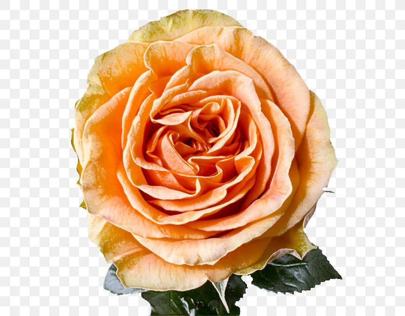 Garden Roses, PNG, 650x640px, Flower, Floribunda, Garden Roses, Hybrid Tea Rose, Julia Child Rose Download Free