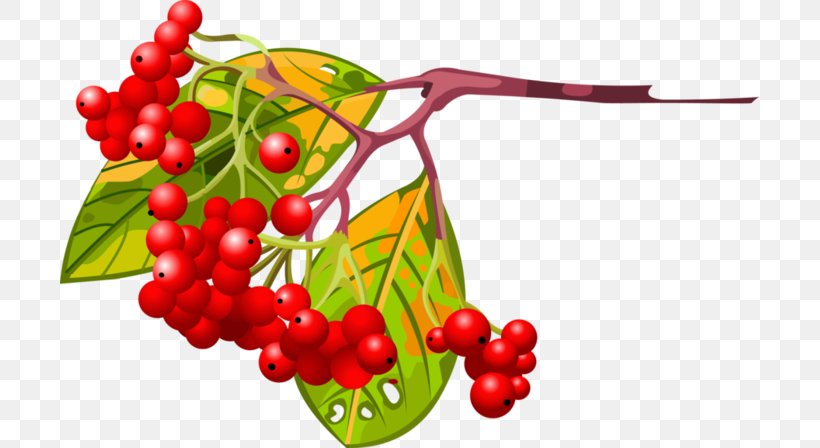 Clip Art Illustration Drawing Image, PNG, 699x448px, Drawing, Accessory Fruit, Animation, Berry, Branch Download Free