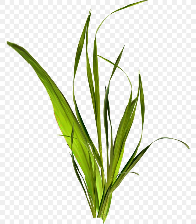 Shrub Herbaceous Plant Viburnum, PNG, 766x939px, Shrub, Commodity, Digital Image Processing, Flower, Grass Download Free