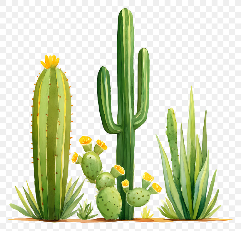 Watercolor Desert Cacti - Cactus And Desert Plants Illustration PNG