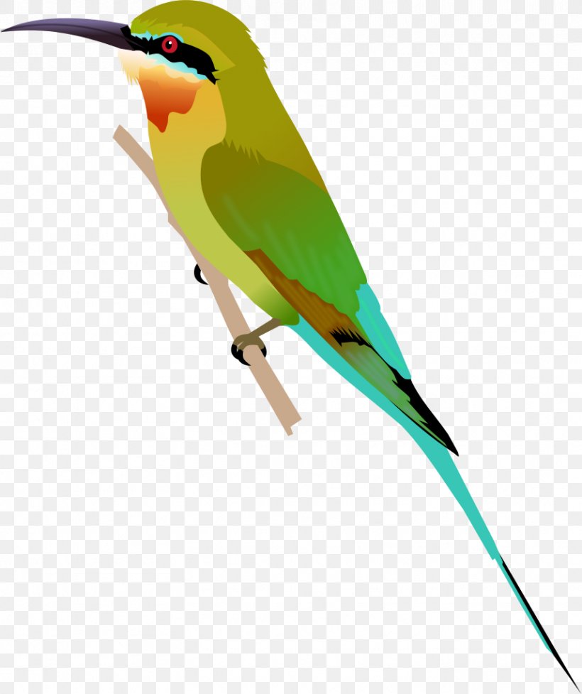 Beak Blue-tailed Bee-eater Green Bee-eater Olive Bee-eater, PNG, 858x1023px, Beak, Bee, Beeeater, Bird, Coraciiformes Download Free