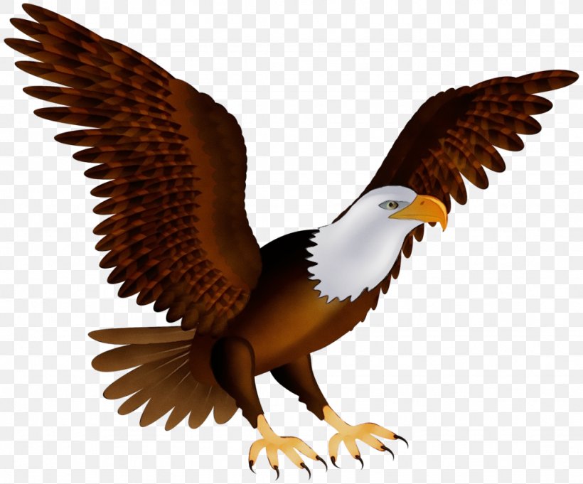 Bird Bird Of Prey Eagle Accipitridae Bald Eagle, PNG, 1024x851px, Watercolor, Accipitridae, Bald Eagle, Beak, Bird Download Free