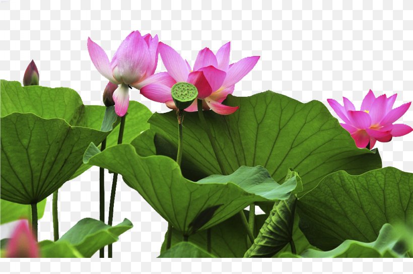 Changchun Yushu, Jilin Nelumbo Nucifera Falun Gong Dharmachakra, PNG, 1024x680px, Changchun, Aquatic Plant, Birthday, China, Daughter Download Free