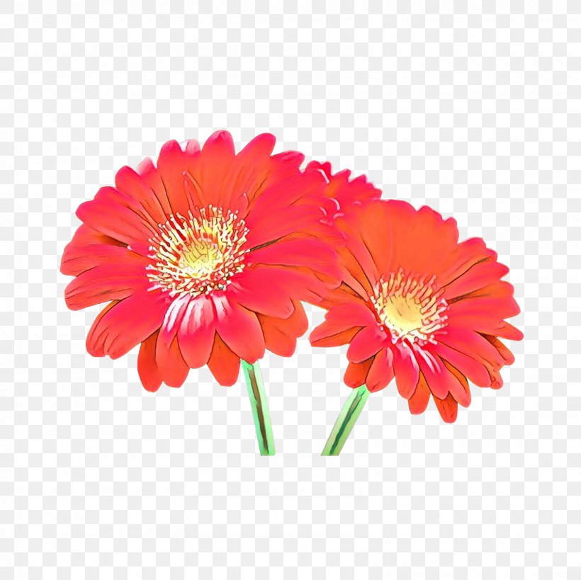 Flowers Background, PNG, 1600x1600px, Transvaal Daisy, Annual Plant, Artificial Flower, Asterales, Barberton Daisy Download Free