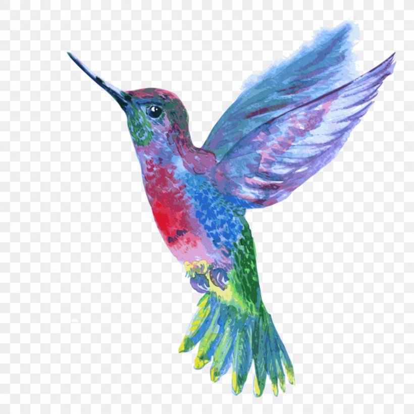 Hummingbird Drawing, PNG, 1200x1200px, Hummingbird, Beak, Bird, Colibri Group, Color Download Free