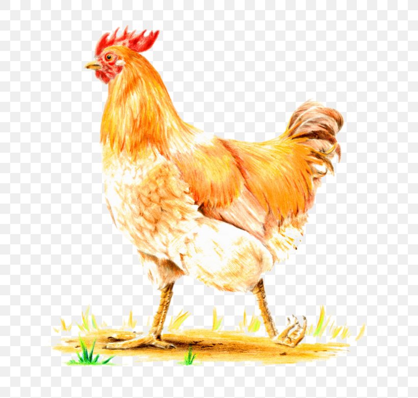 Rooster Hen Kifaranga Tavern Chicken M, PNG, 685x782px, Rooster, Beak, Bird, Chicken, Chicken M Download Free