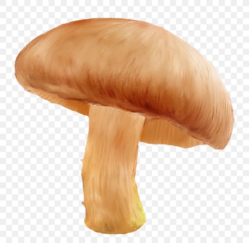 Edible Mushroom Agaricaceae Digital Image, PNG, 800x800px, Mushroom, Agaricaceae, Agaricomycetes, Baskets, Digital Image Download Free