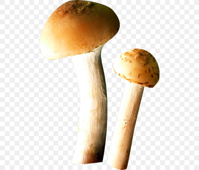 Edible Mushroom Food Italian Cuisine Fungus, PNG, 496x700px, Mushroom, Common Mushroom, Cuisine, Edible Mushroom, Enokitake Download Free