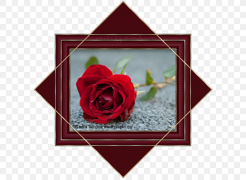 Tod Mit Ansage Garden Roses Rosette Design, PNG, 600x600px, Garden Roses, Floral Design, Flower, Flower Arranging, Flowering Plant Download Free