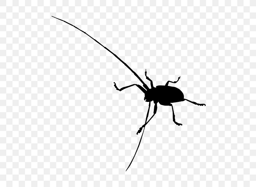 Beetle Clip Art, PNG, 600x600px, Beetle, Arthropod, Black And White, Drawing, Fly Download Free